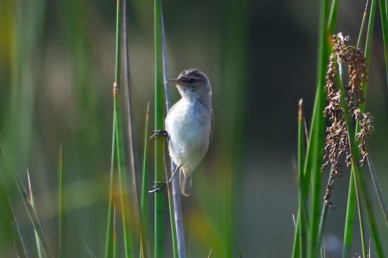 Golden-headed Cisticola - ML44664521