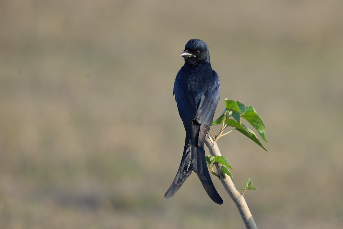 Black Drongo - ML44664561