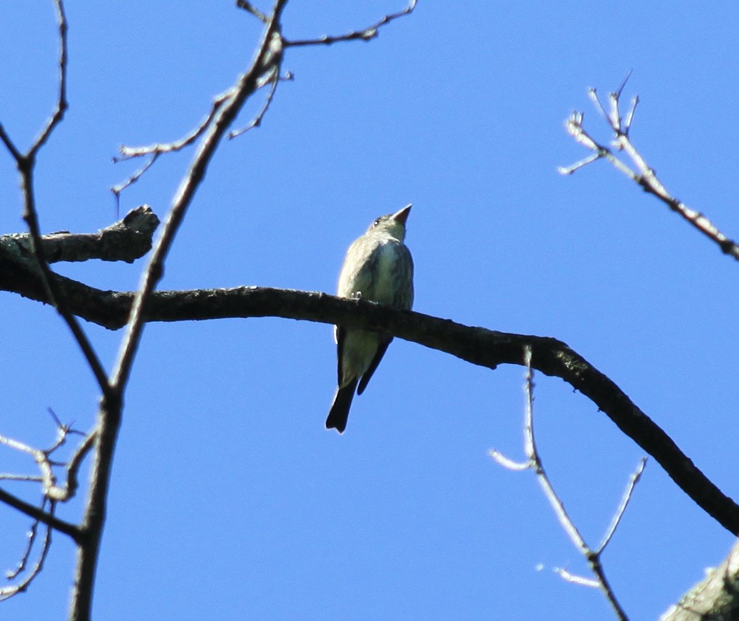 Olive-sided Flycatcher - ML446645641