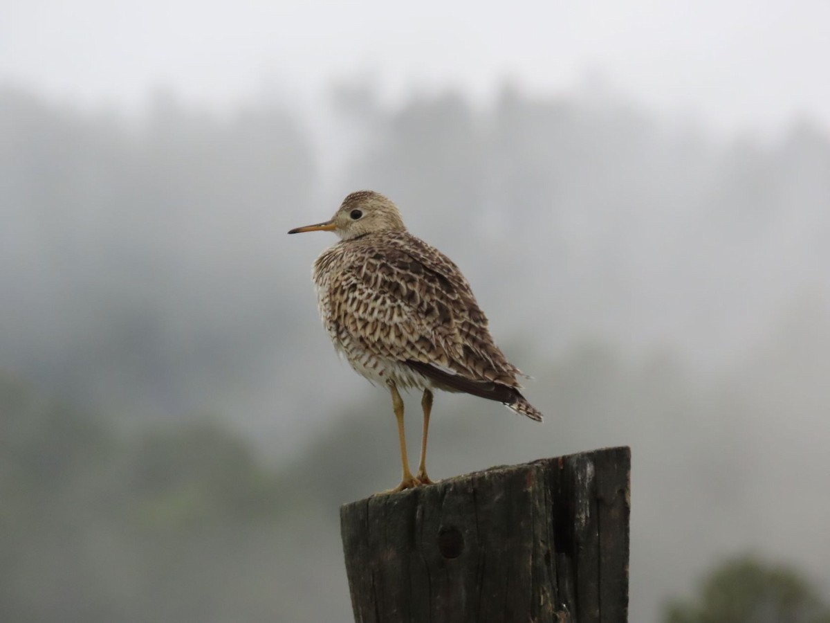 Upland Sandpiper - ML446646331