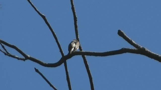 Olive-sided Flycatcher - ML446647471