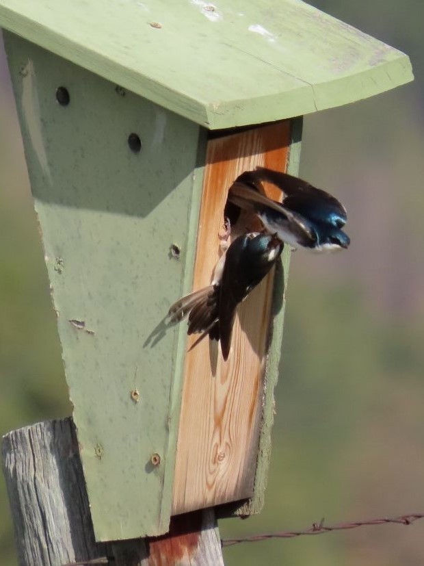 Golondrina Bicolor - ML446647671