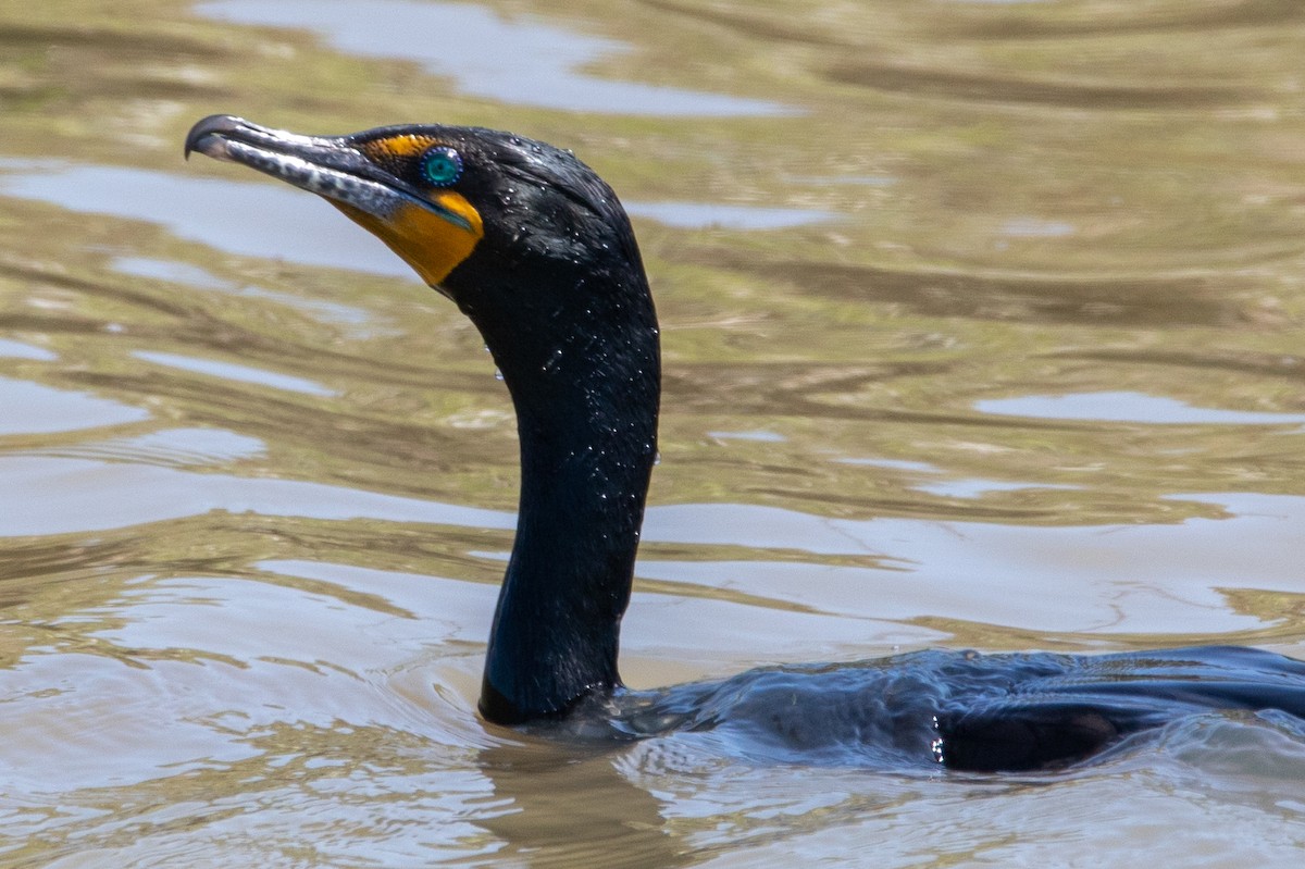 Double-crested Cormorant - ML446648141