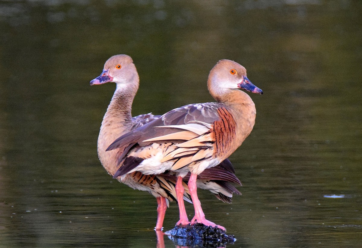 Plumed Whistling-Duck - ML44664851