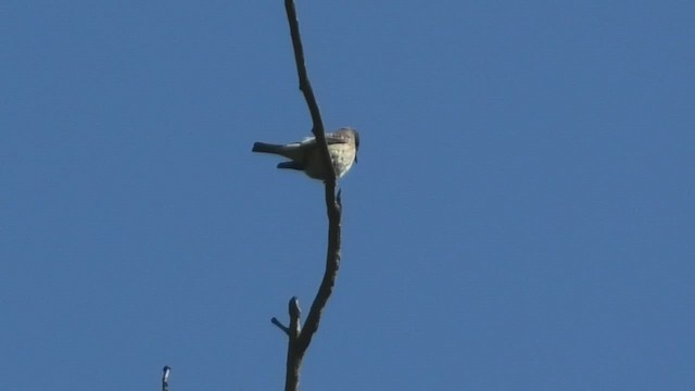 Olive-sided Flycatcher - ML446648551