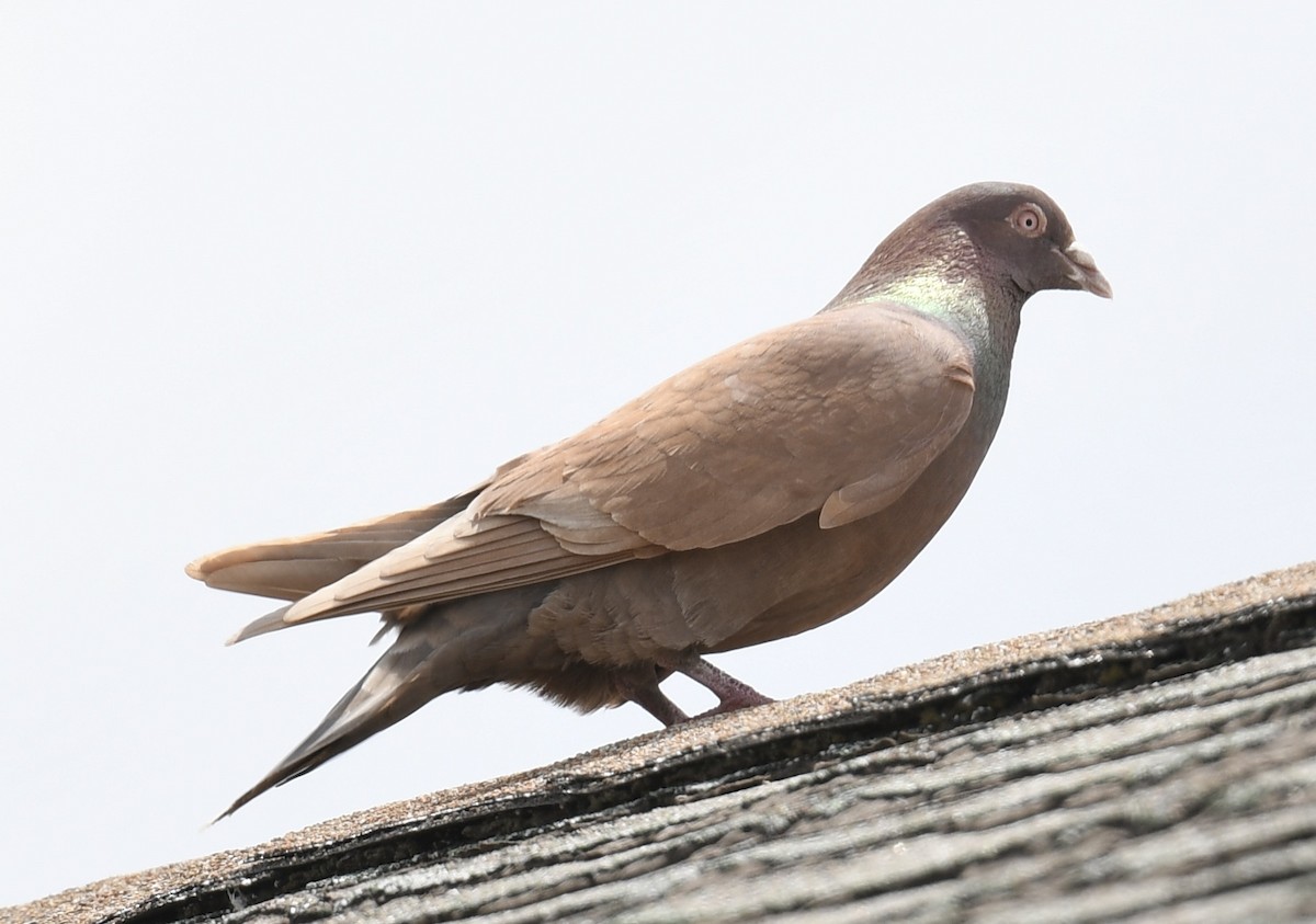Rock Pigeon (Feral Pigeon) - ML446649171