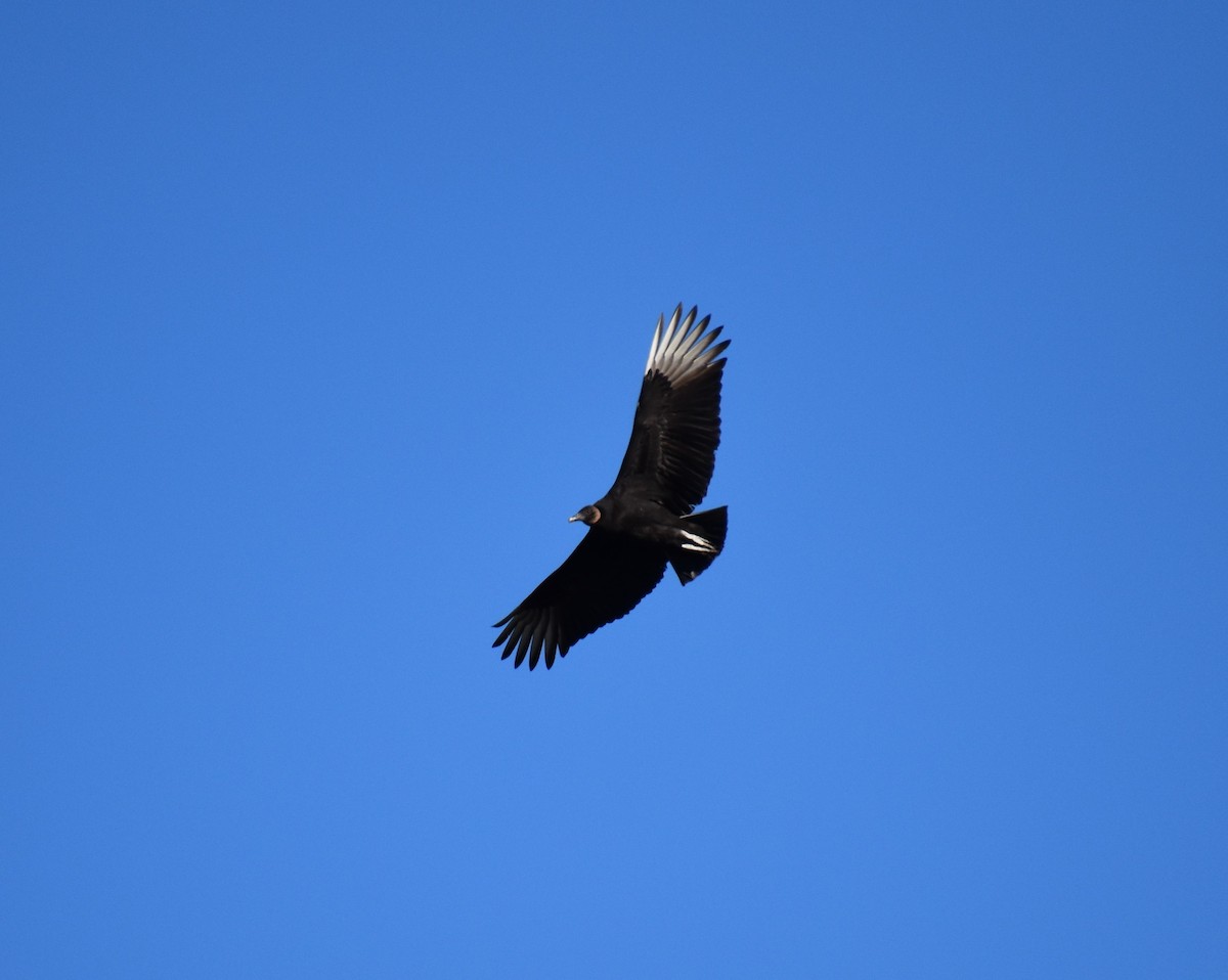 Black Vulture - ML446649431