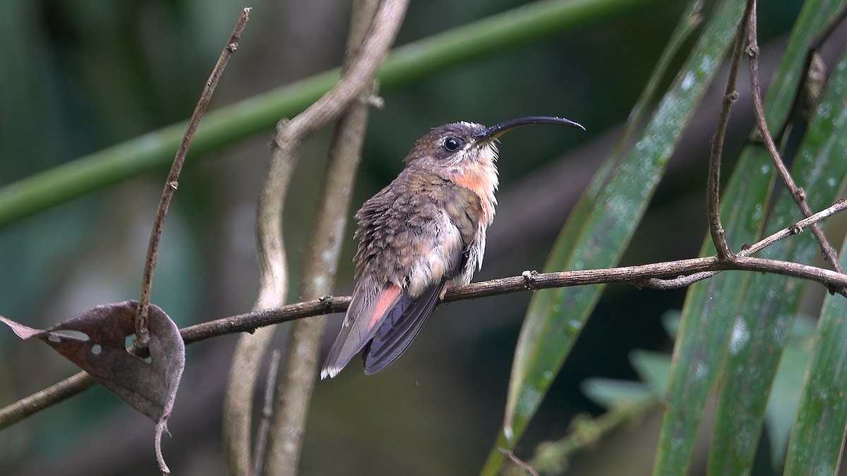 Bronzy Hermit - Daniel Pacheco Osorio