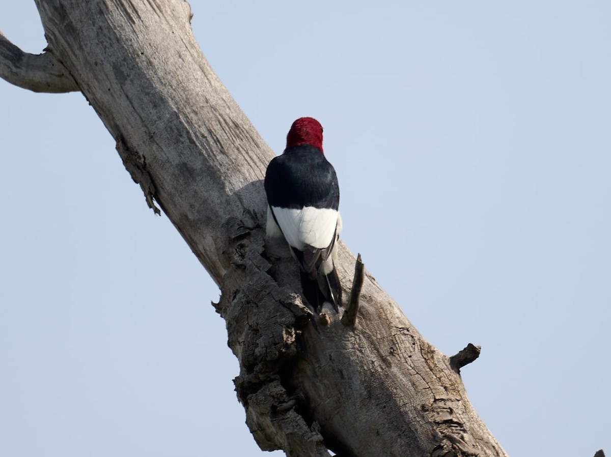 Red-headed Woodpecker - Terry McBurnie