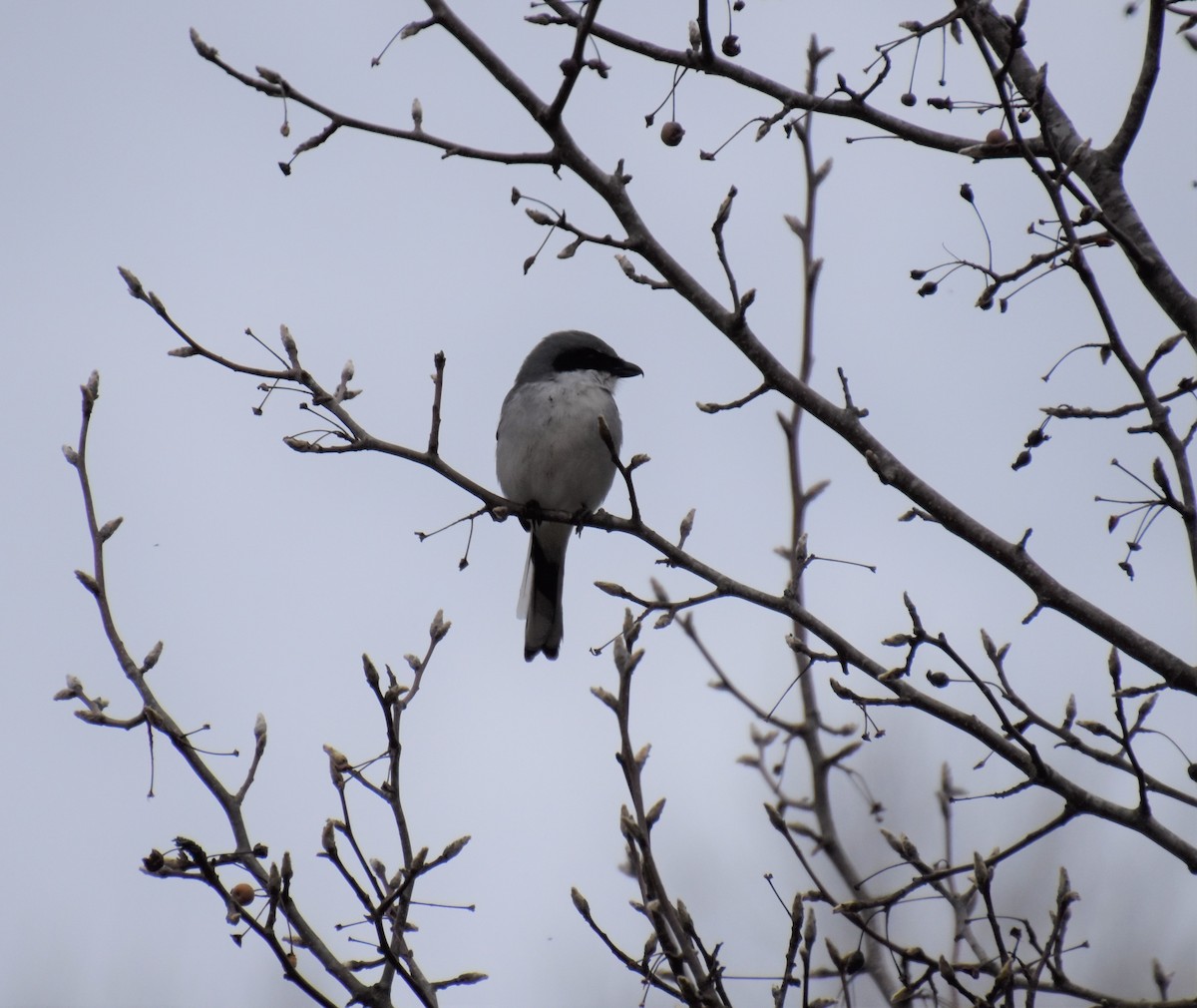 Loggerhead Shrike - ML446650211