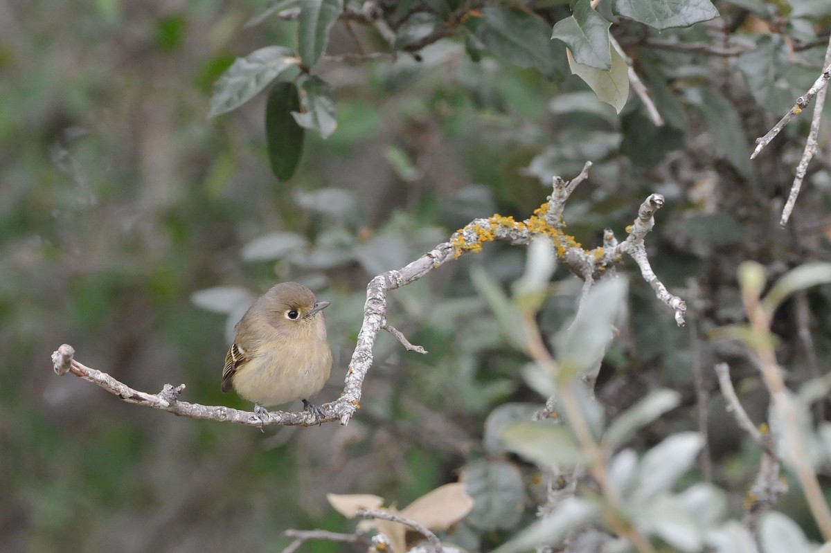 Hutton's Vireo - Bryan Calk