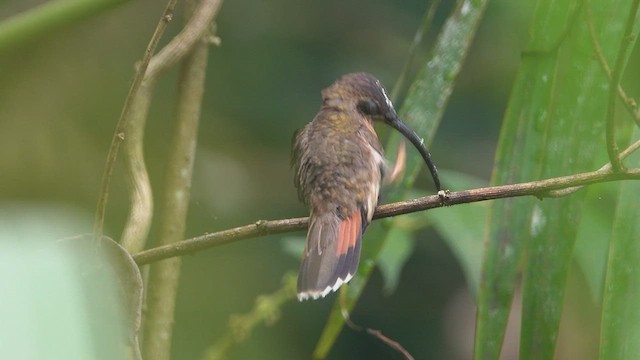 Kupferschattenkolibri - ML446651501