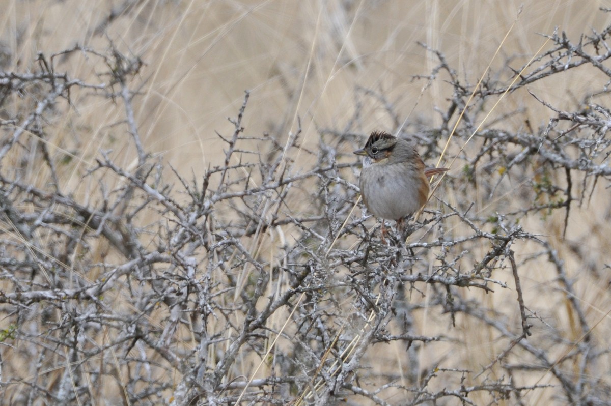 Swamp Sparrow - Bryan Calk