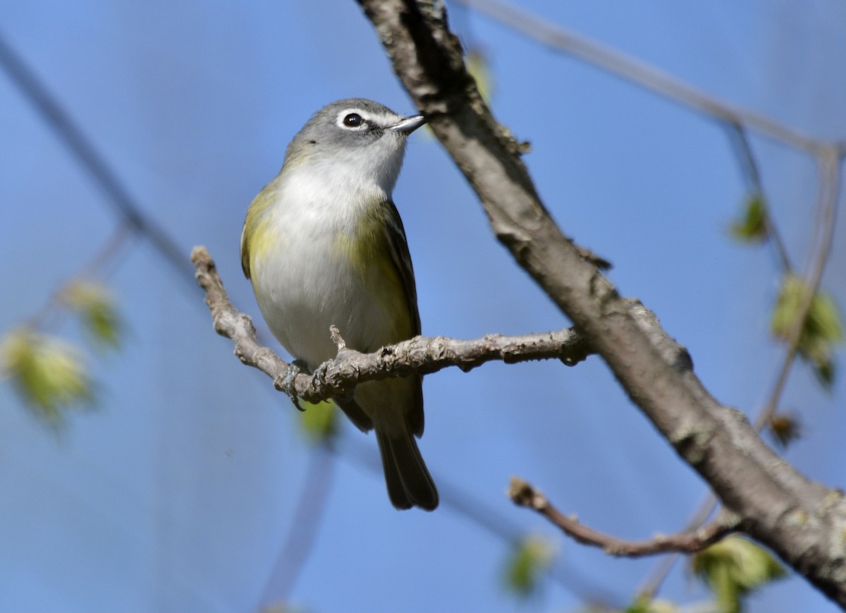 Blue-headed Vireo - Anonymous