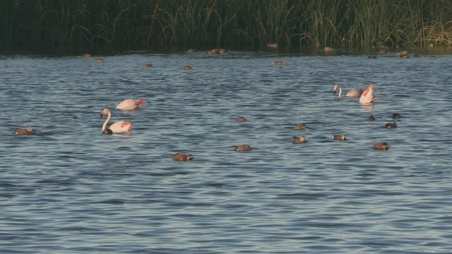 Chilean Flamingo - ML446653691