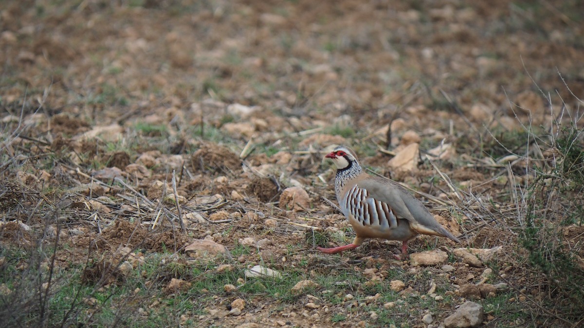 Red-legged Partridge - ML446654521