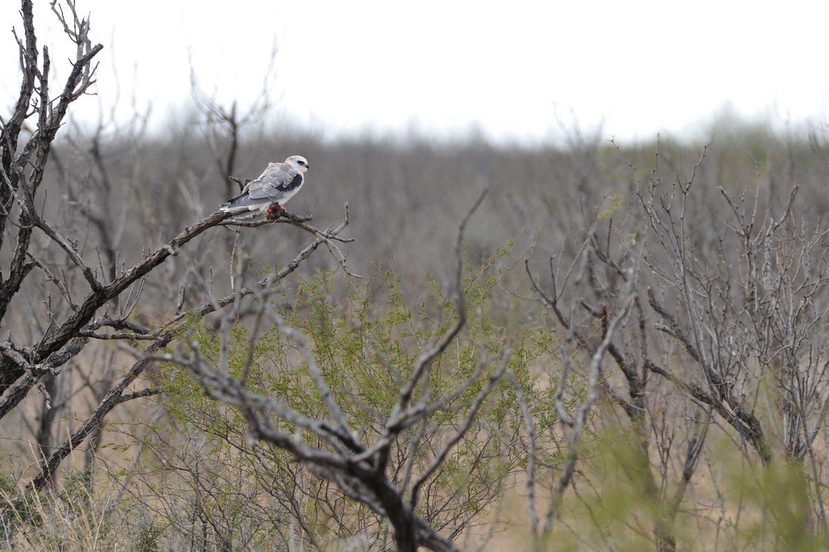 White-tailed Kite - ML44665481