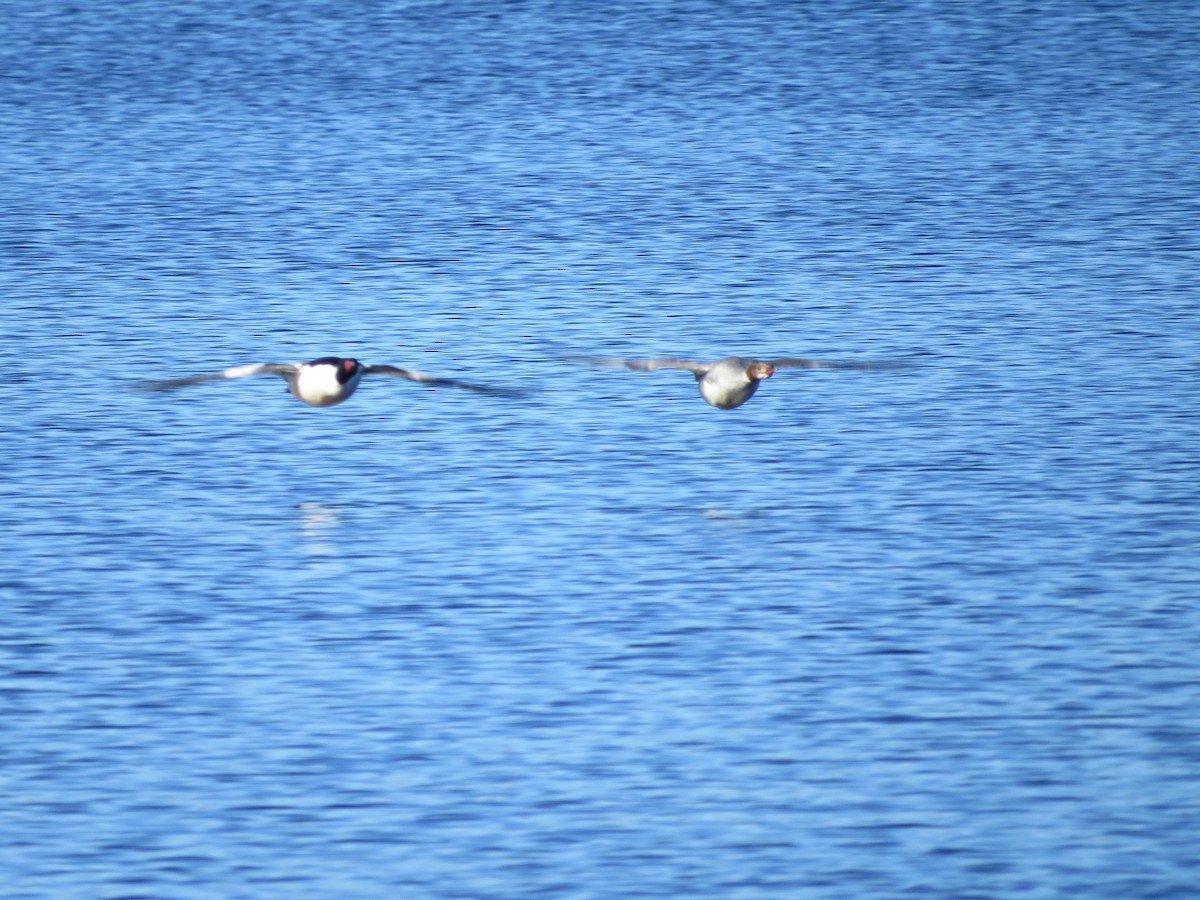 Common Merganser - ML446655241