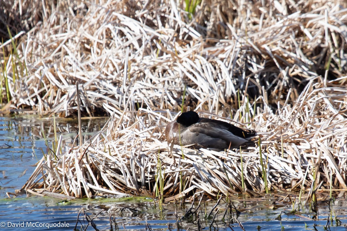 Canard colvert - ML446655291