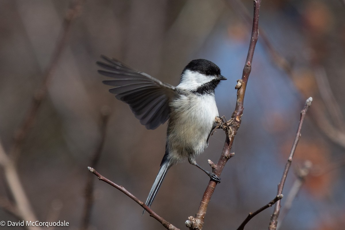 Mésange à tête noire - ML446655341