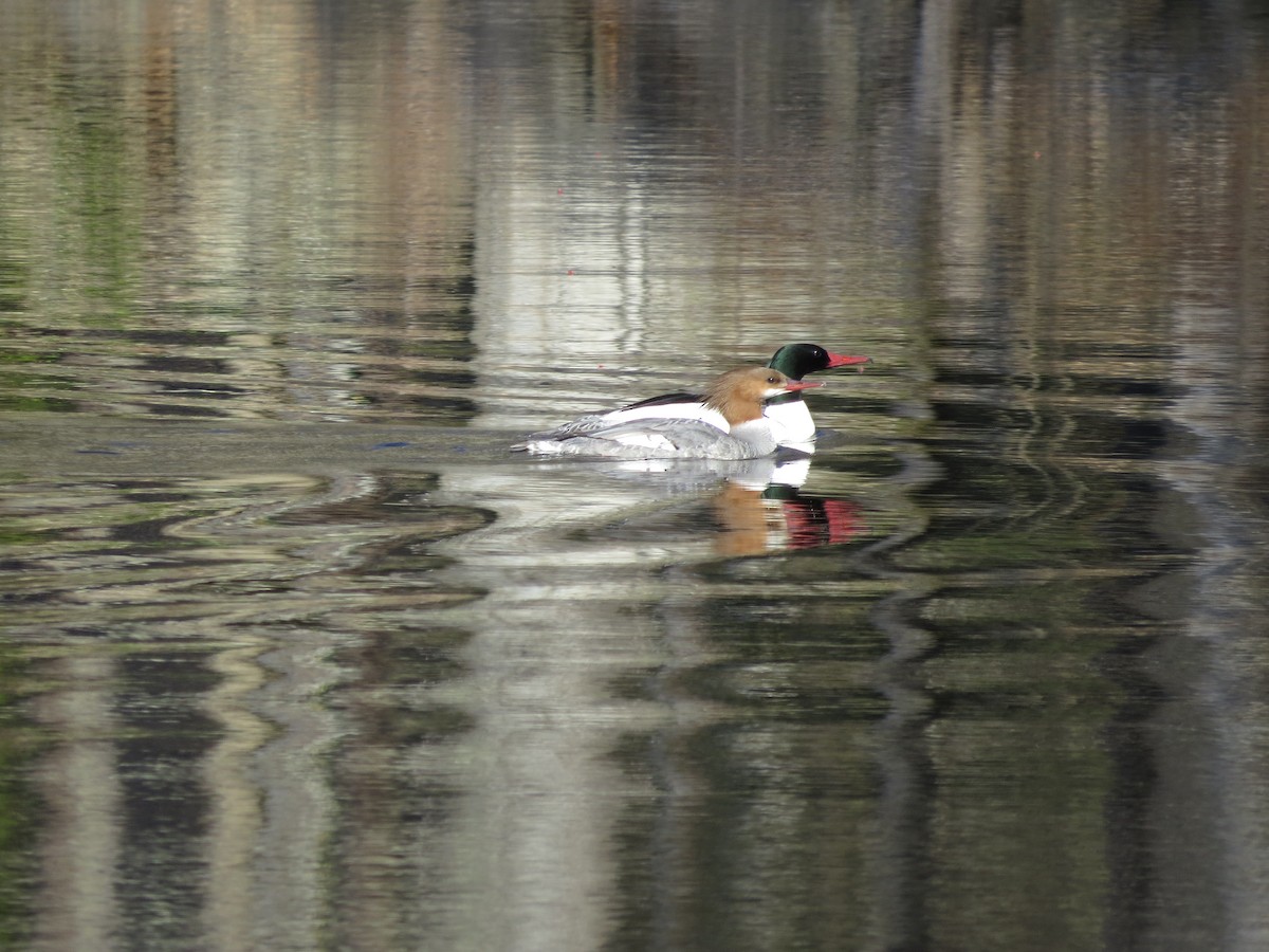 Common Merganser - ML446655591