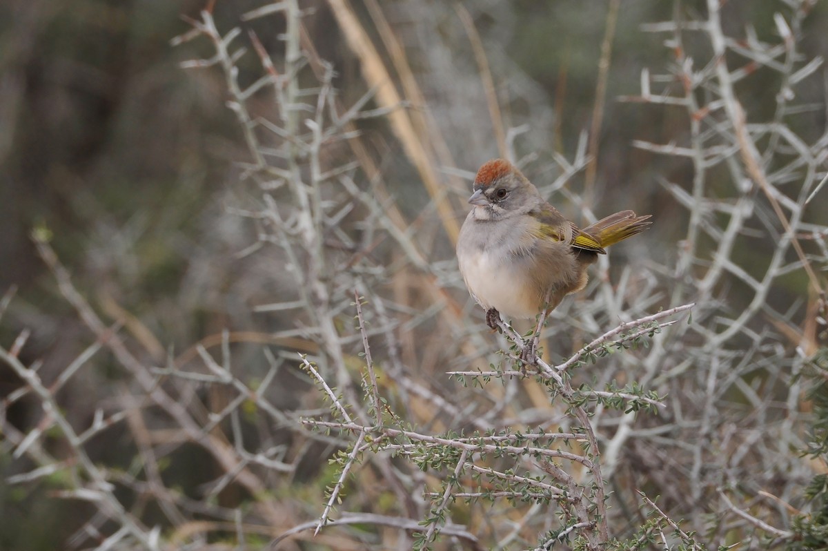 Green-tailed Towhee - Bryan Calk