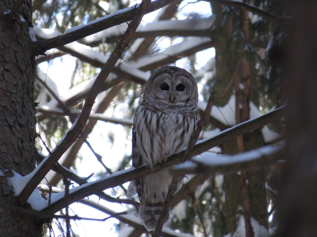 Barred Owl - ML446656231