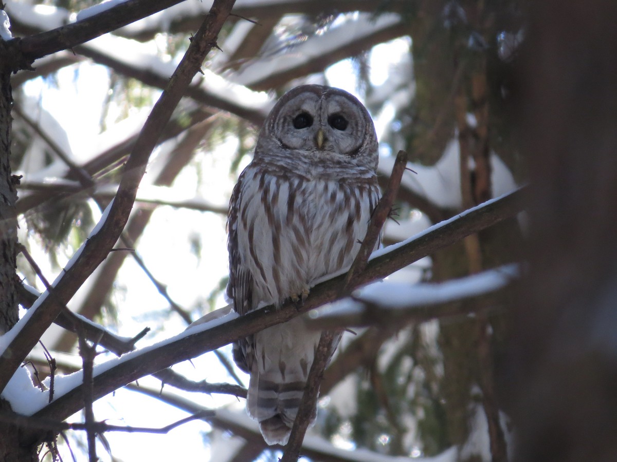 Barred Owl - ML446656241