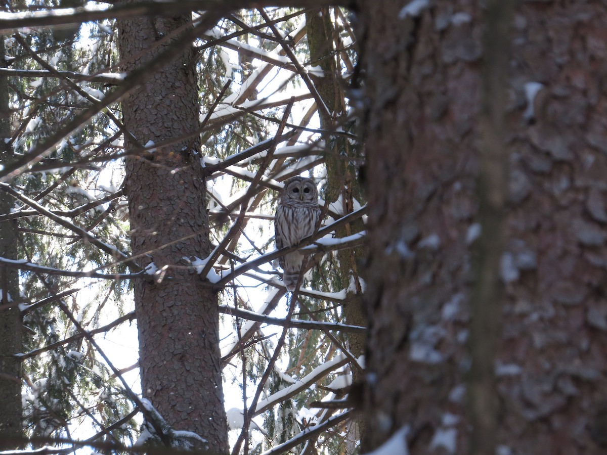 Barred Owl - ML446656251