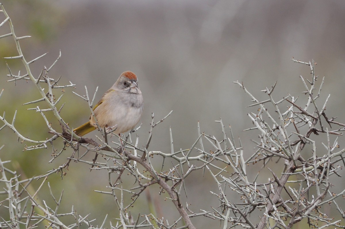 Green-tailed Towhee - ML44665641