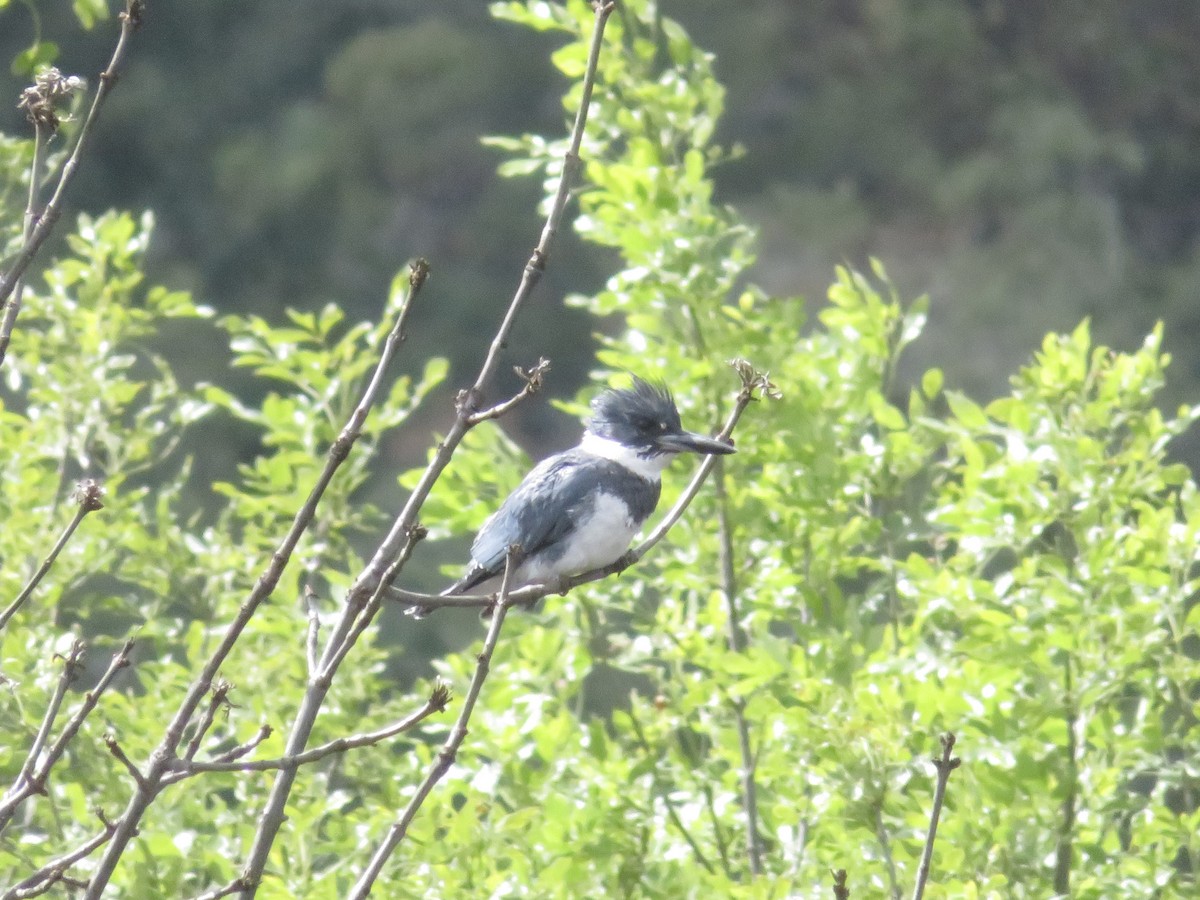 Belted Kingfisher - ML446656601