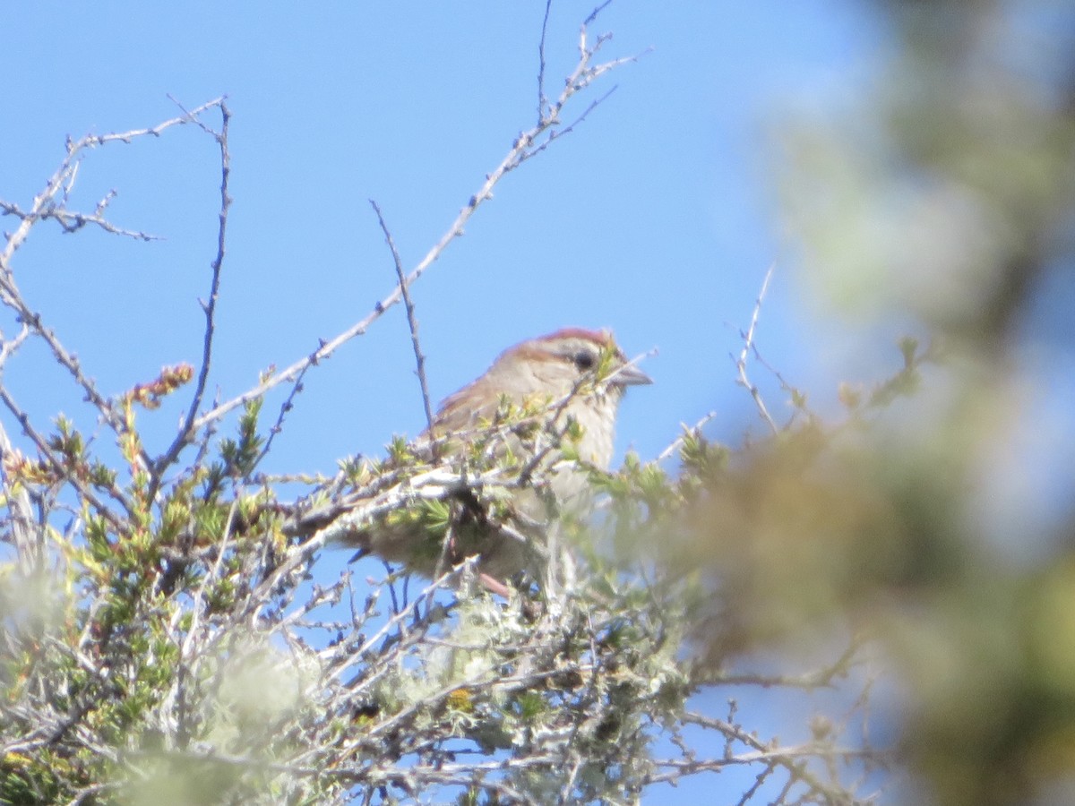 Rufous-crowned Sparrow - ML446657401