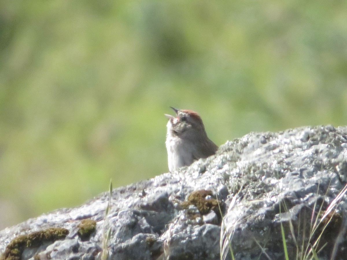 Rufous-crowned Sparrow - ML446657411