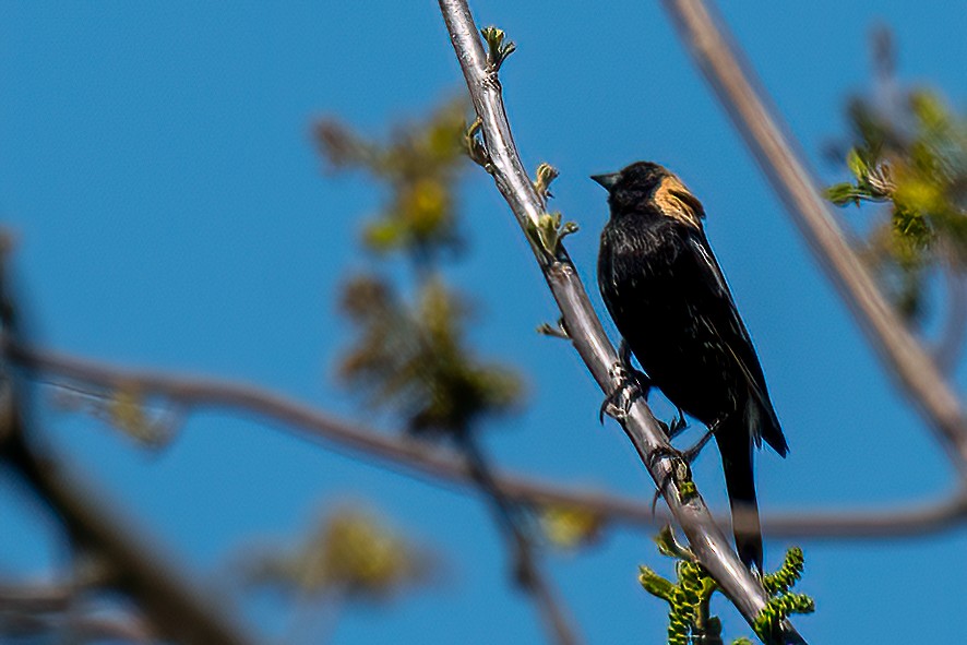 Bobolink - ML446657571