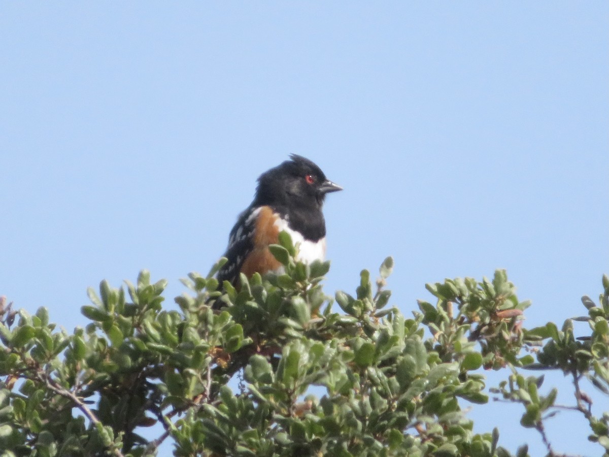 Spotted Towhee - ML446657581