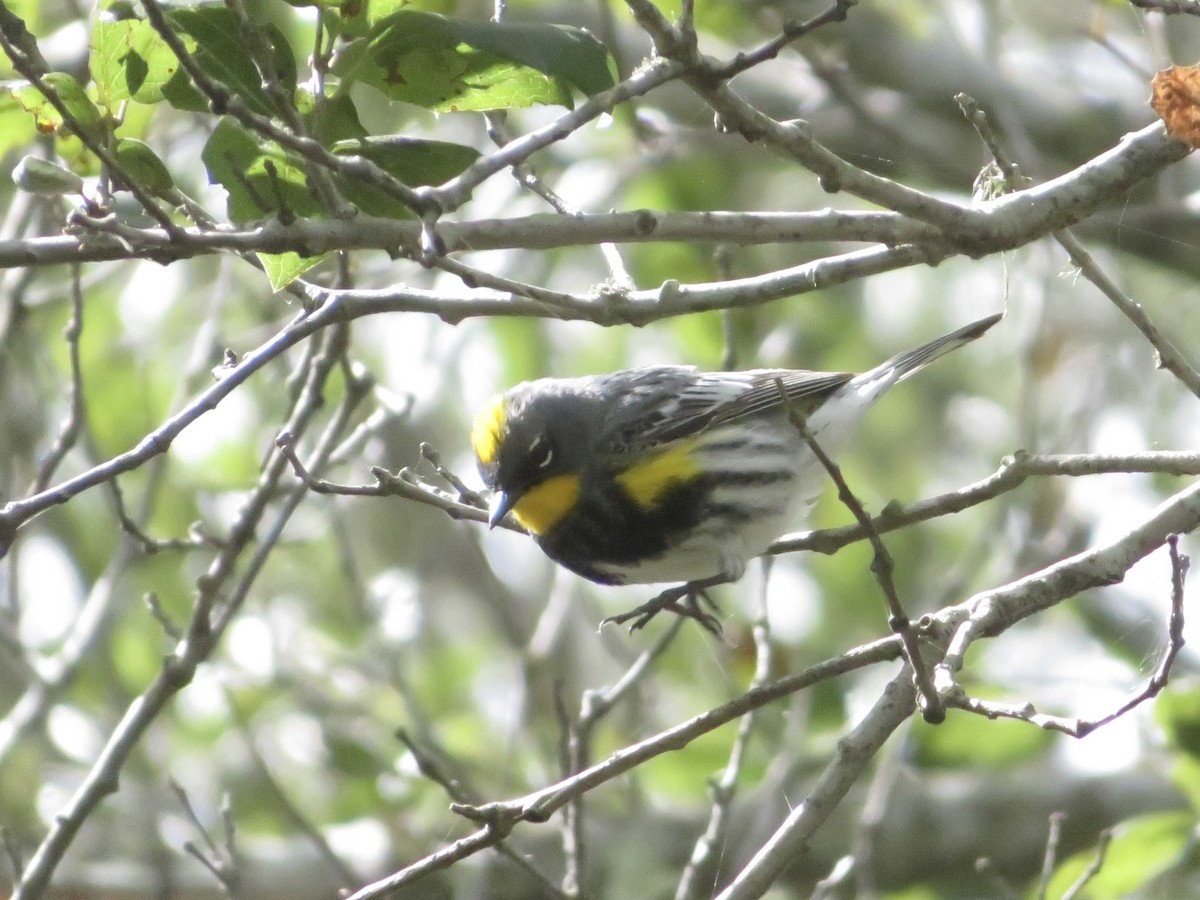 Yellow-rumped Warbler (Audubon's) - ML446657701