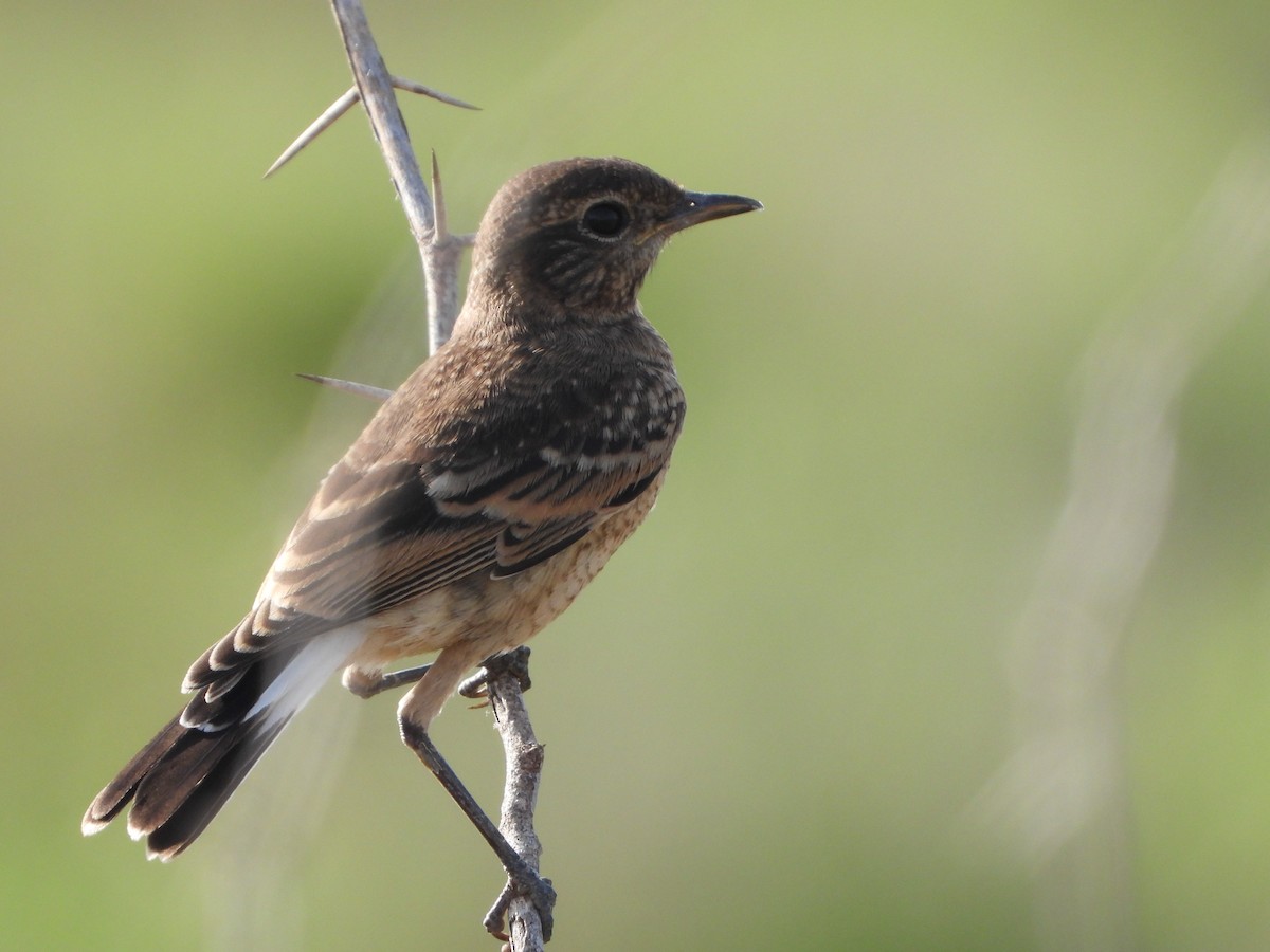 Heuglin's Wheatear - ML446658161