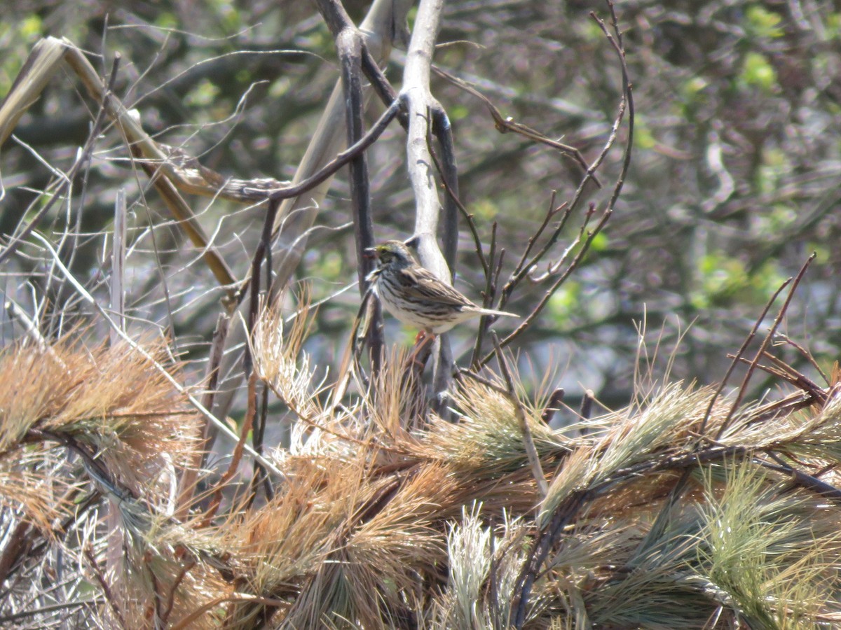 Savannah Sparrow (Savannah) - Deb Caron