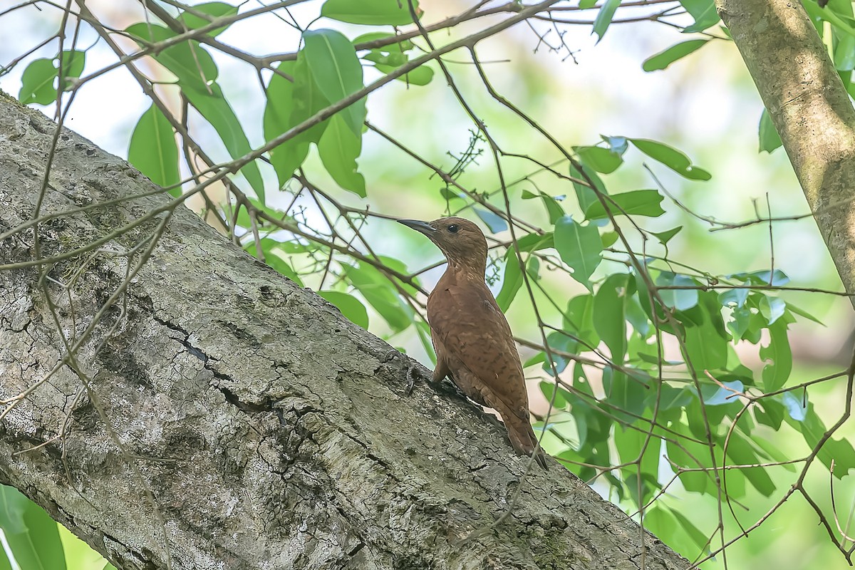 Rufous Woodpecker - ML446662121