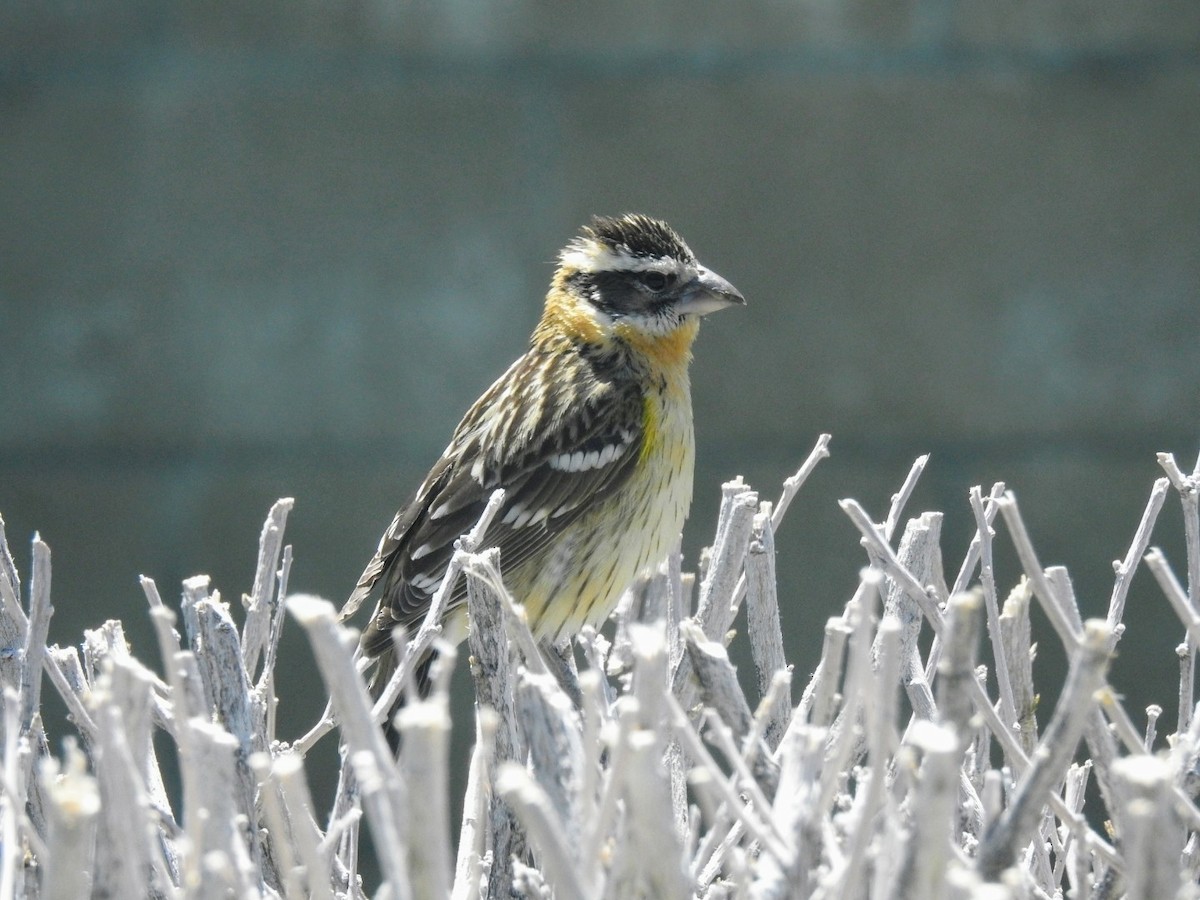 Black-headed Grosbeak - Adam Otten