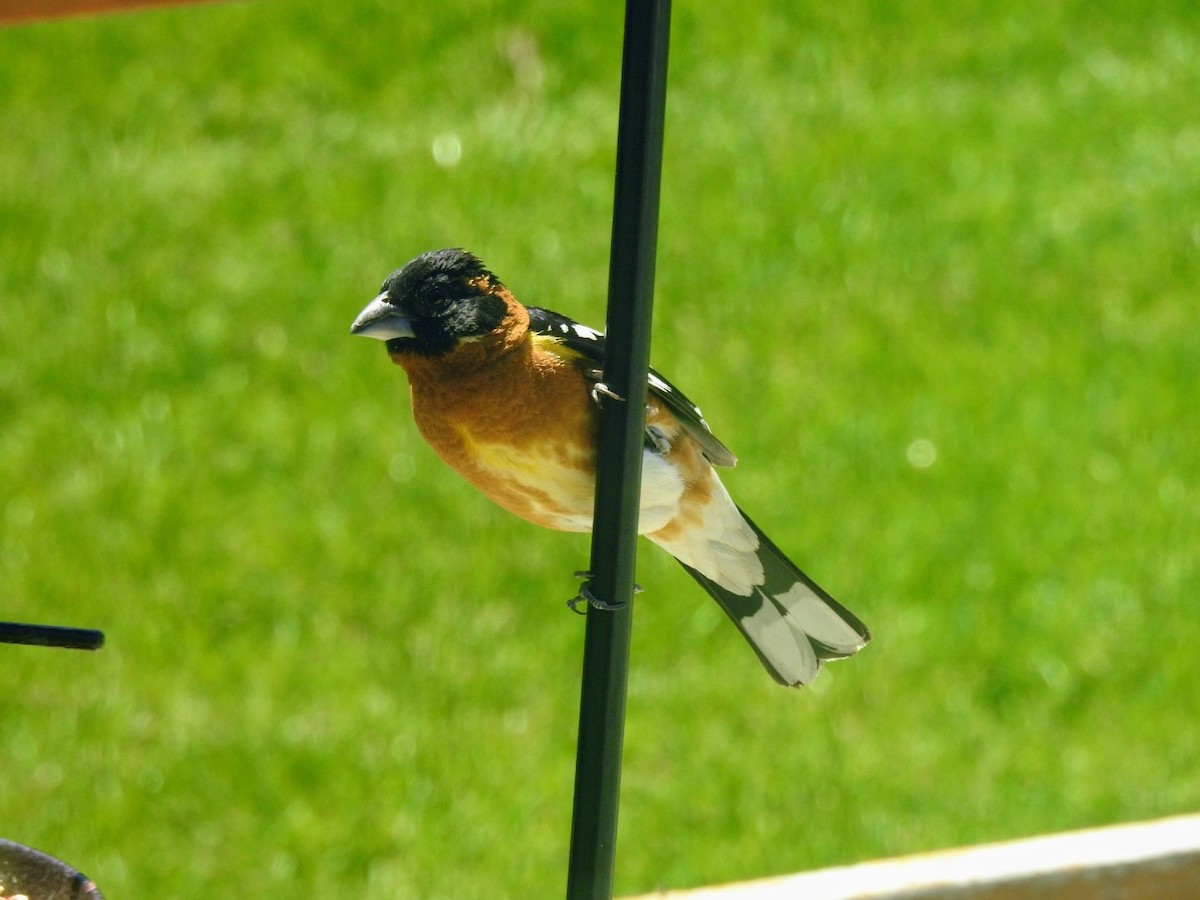 Black-headed Grosbeak - Adam Otten