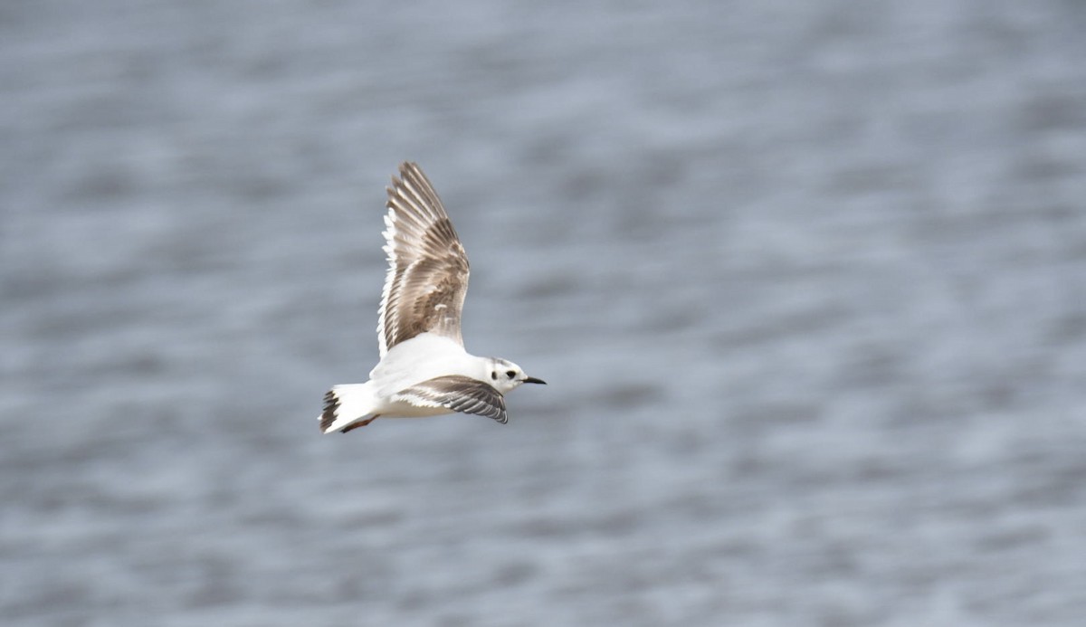 Little Gull - Ezekiel Dobson
