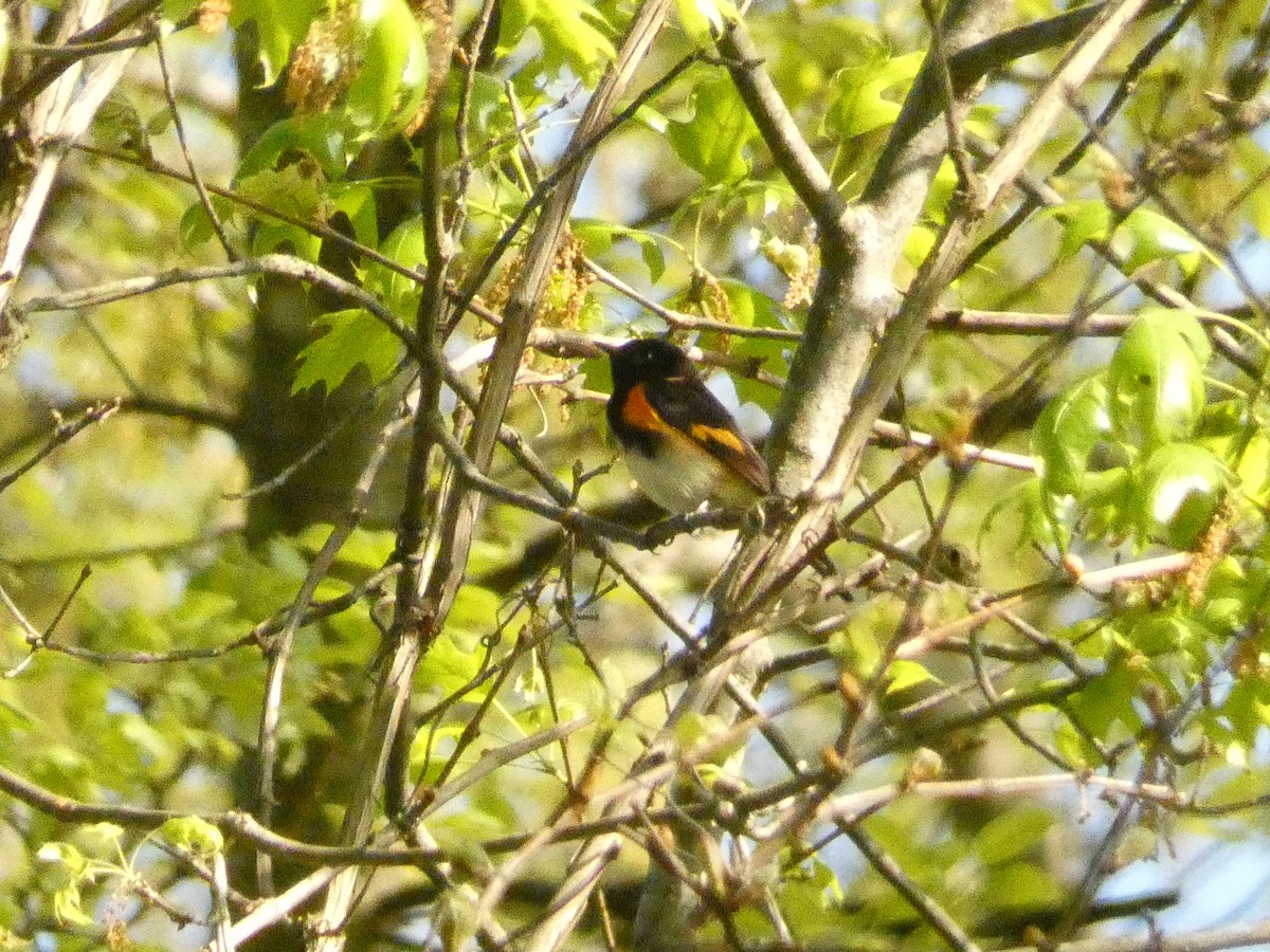 American Redstart - ML446666421