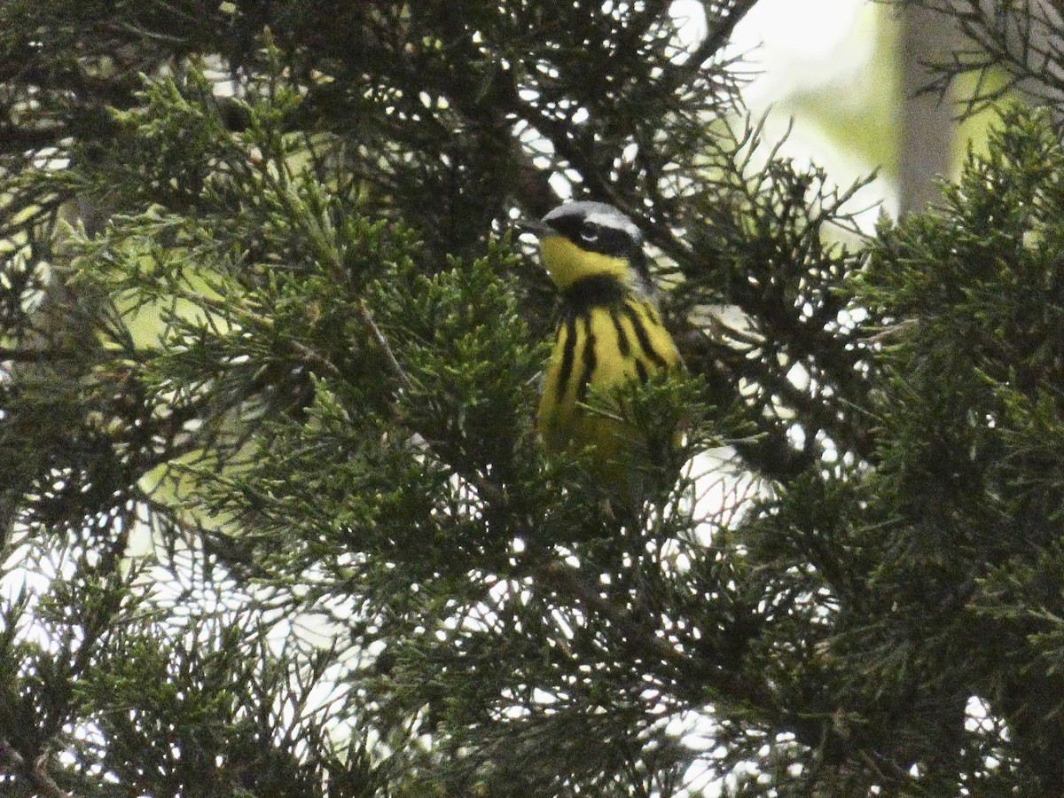 Magnolia Warbler - John Landon