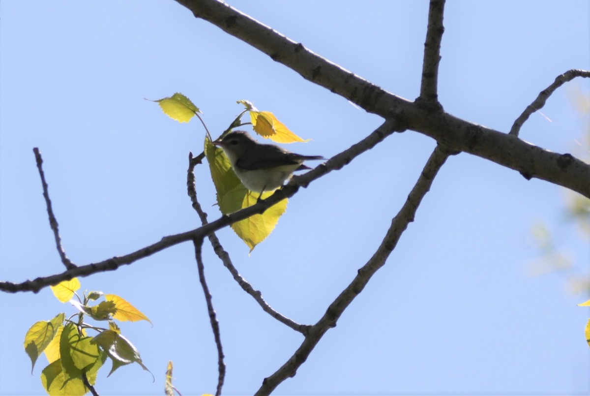 Warbling Vireo - ML446666741