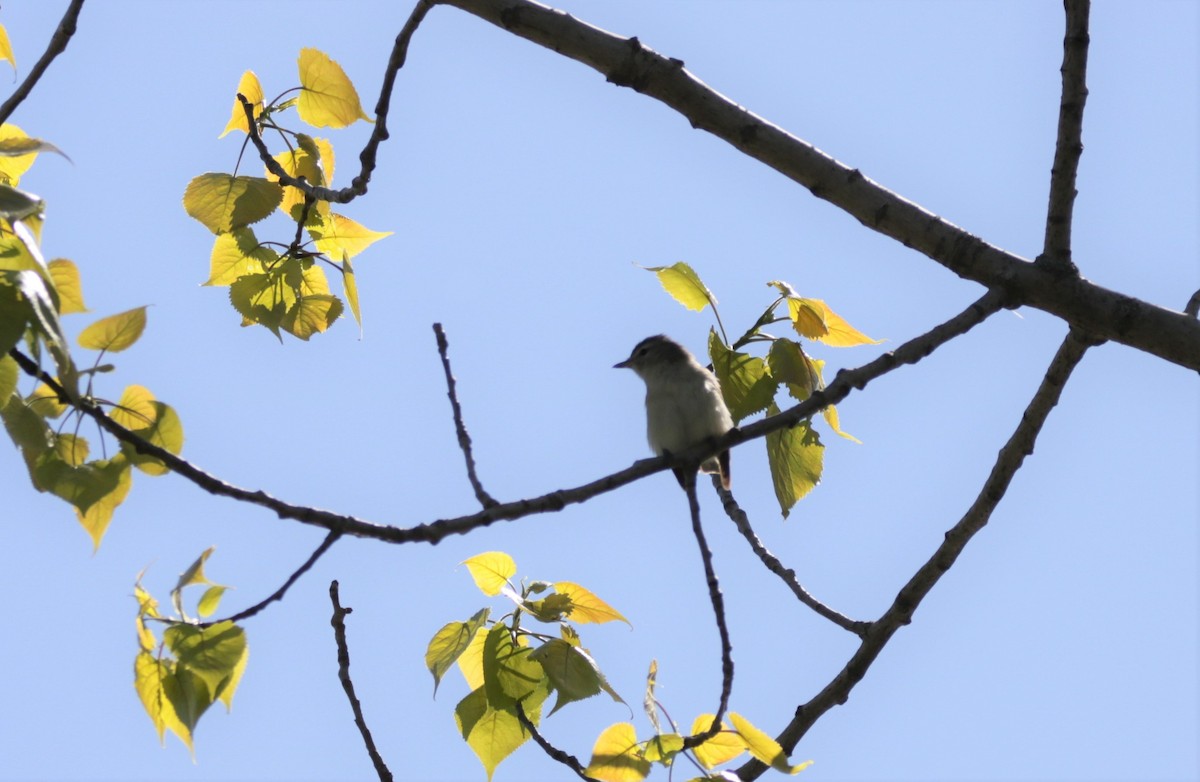 Warbling Vireo - ML446666761