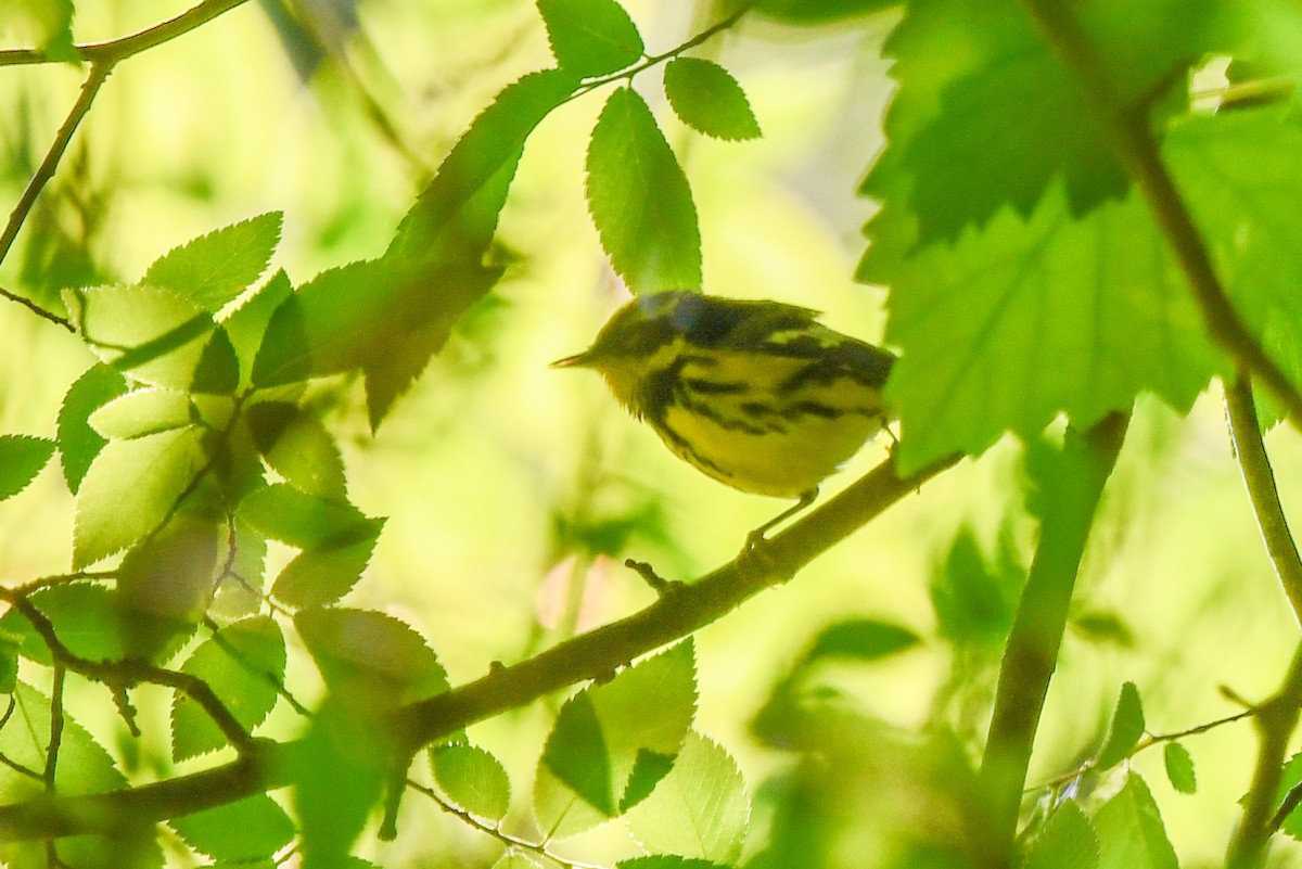 Magnolia Warbler - ML446666821