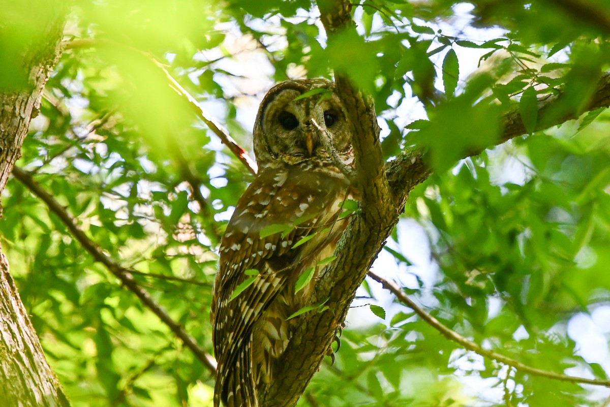 Barred Owl - ML446667041