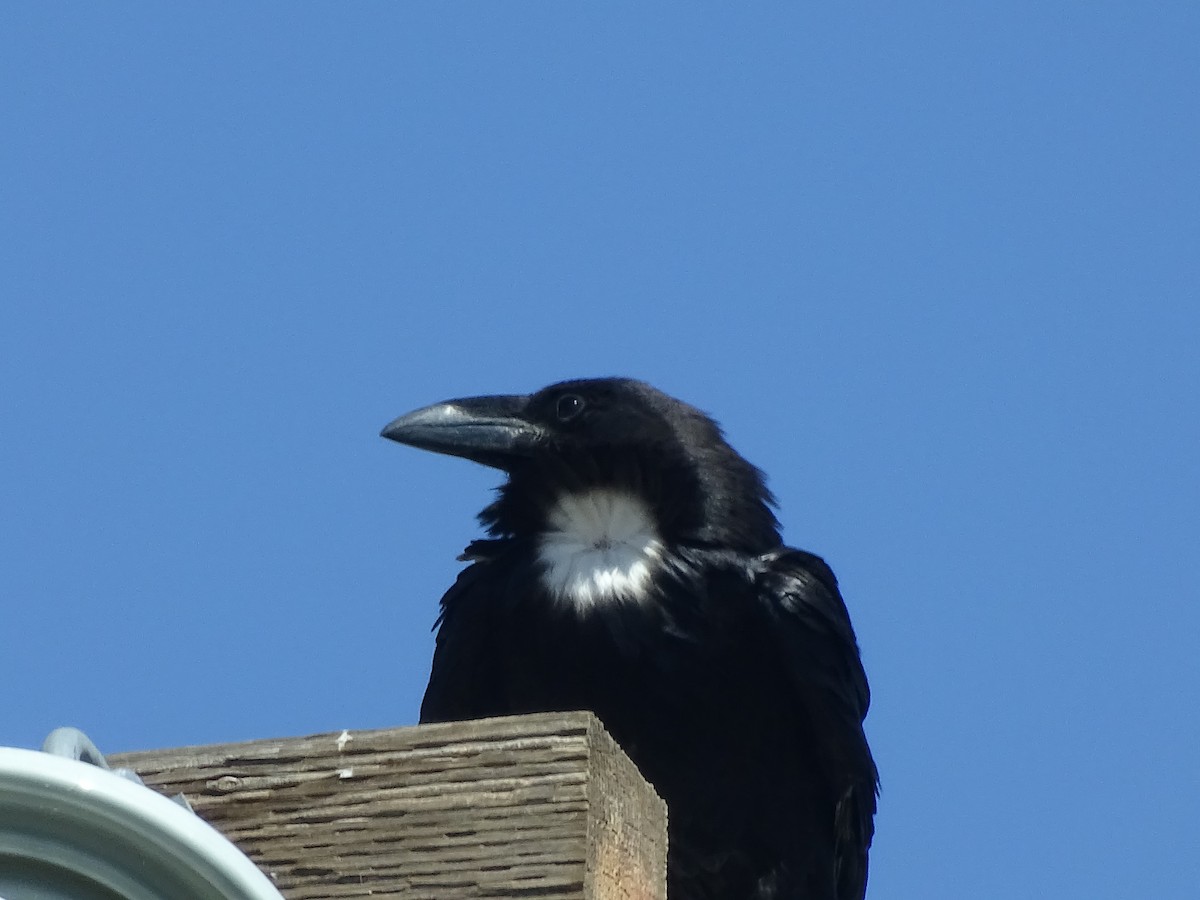 Chihuahuan Raven - Sally Isacco