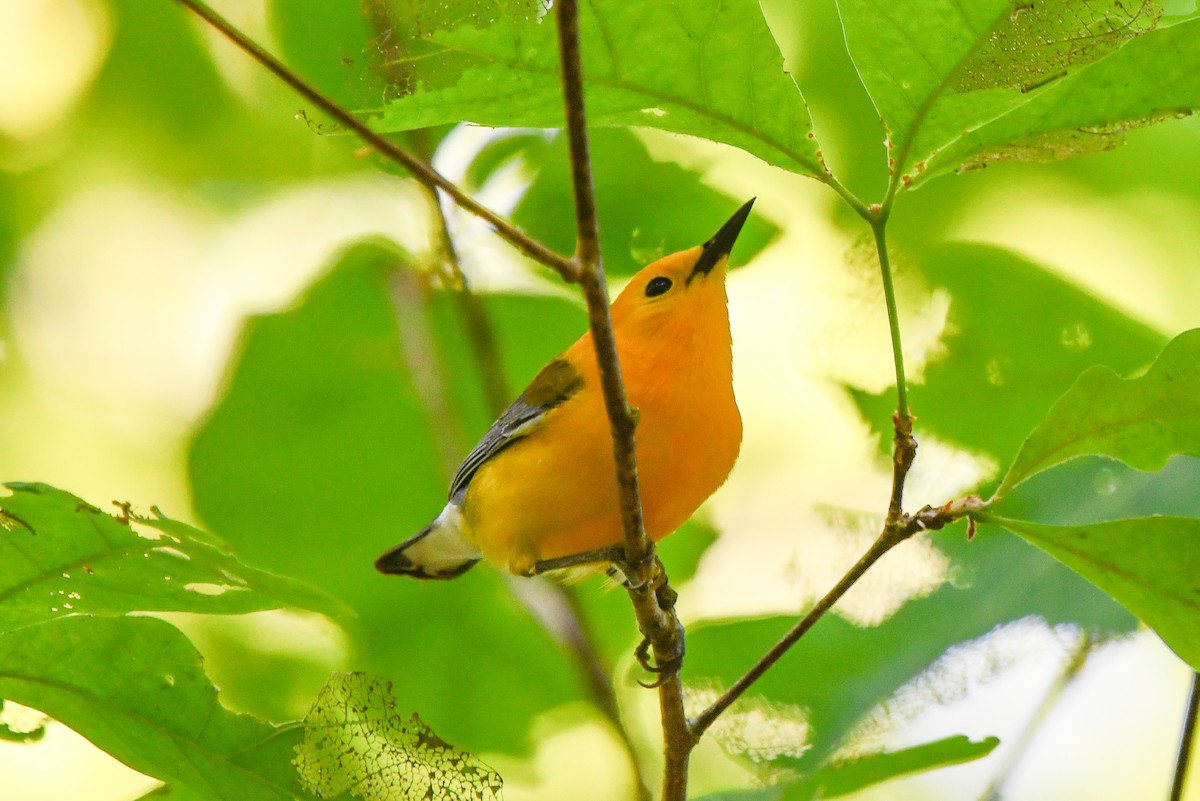 Prothonotary Warbler - ML446668221